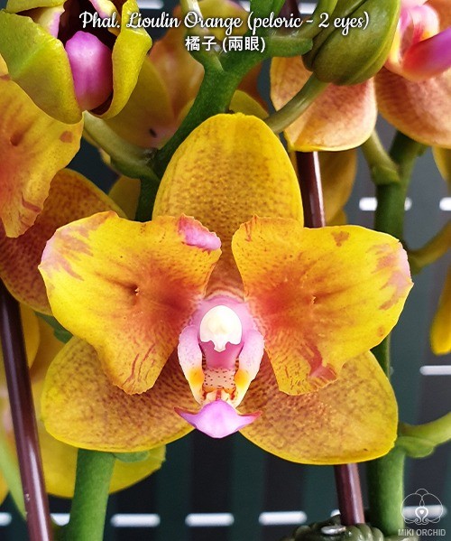 Phalaenopsis Lioulin Orange (peloric - 2 eyes)