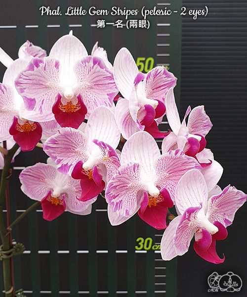 Phalaenopsis Little Gem Stripes (peloric - 2 eyes)