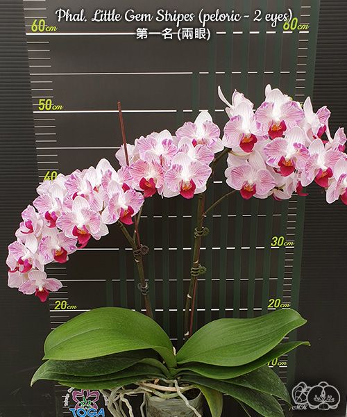 Phalaenopsis Little Gem Stripes (peloric - 2 eyes)