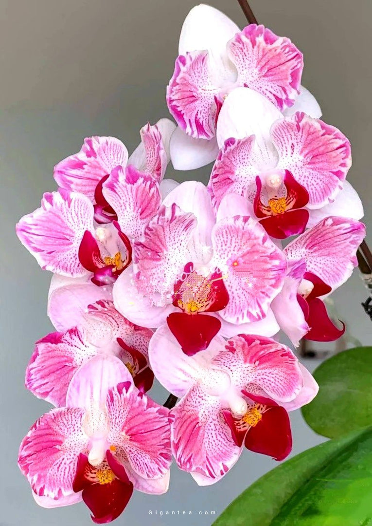 Phalaenopsis Little Gem Stripes (peloric - 2 eyes)