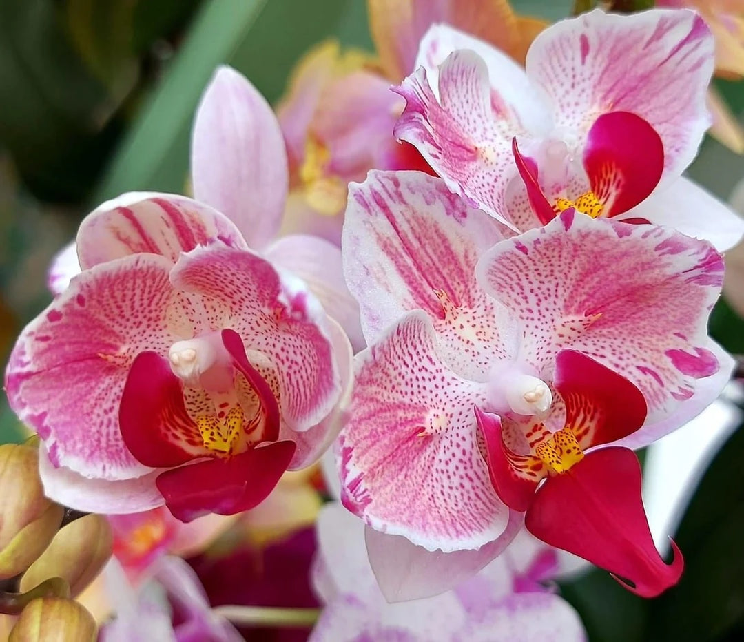 Phalaenopsis Little Gem Stripes (peloric - 2 eyes)