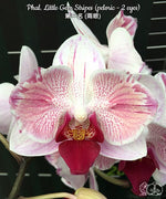 Carica l&#39;immagine nel visualizzatore Galleria, Phalaenopsis Little Gem Stripes (peloric - 2 eyes)
