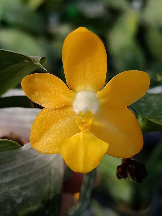 Phalaenopsis Liu’s Gold Coin
