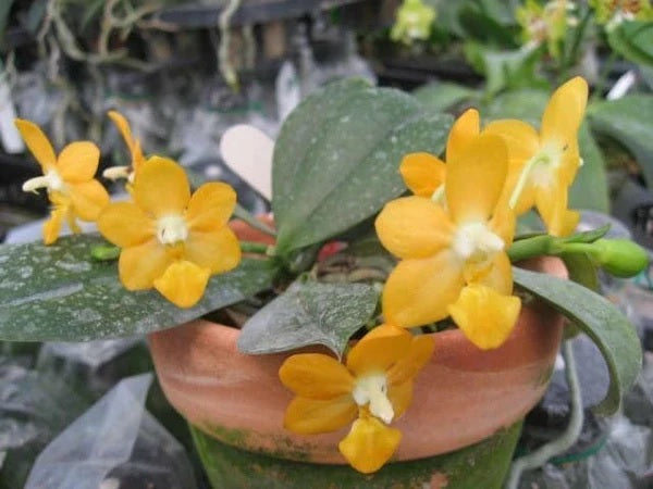 Phalaenopsis Liu’s Gold Coin