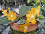 Phalaenopsis Liu’s Gold Coin