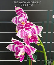 Phalaenopsis Lyndon Mix Zebra '707'