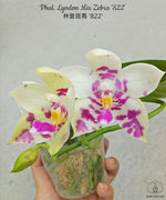 Carica l&#39;immagine nel visualizzatore Galleria, Phalaenopsis Lyndon Mix Zebra &#39;822&#39;
