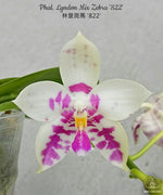 Carica l&#39;immagine nel visualizzatore Galleria, Phalaenopsis Lyndon Mix Zebra &#39;822&#39;
