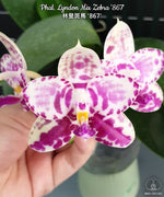 Carica l&#39;immagine nel visualizzatore Galleria, Phalaenopsis Lyndon Mix Zebra &#39;867&#39;

