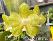 Phalaenopsis Mainshow Sunshine (Lyndon Ever Emerald x gigantea alba MS #3) Mainshow