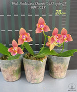 Load image into Gallery viewer, Phalaenopsis Meidarland Chambe &#39;3253&#39; (peloric) (Phal. Tying Shin Champion × Phal. Bellina)
