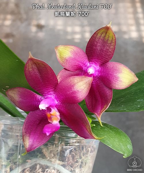 Phalaenopsis Meidarland Kaiulani '700'