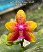 Carica l&#39;immagine nel visualizzatore Galleria, Phalaenopsis Meidarland Kaiulani &#39;Cherish&#39;
