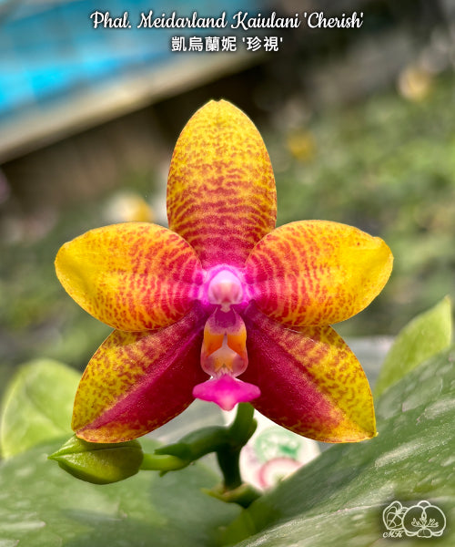 Phalaenopsis Meidarland Kaiulani 'Cherish'