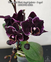 Phalaenopsis Miki Black Angel (peloric - 2 eyes)