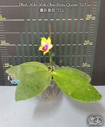 Carica l&#39;immagine nel visualizzatore Galleria, Phalaenopsis Miki Mok Choi Bear Queen &#39;721&#39;
