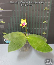 Phalaenopsis Miki Mok Choi Bear Queen '721'