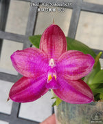 Carica l&#39;immagine nel visualizzatore Galleria, Phalaenopsis Miki Sabina &#39;803&#39; (Dragon Tree Eagle × Yaphon Sir)
