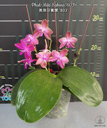 Carica l&#39;immagine nel visualizzatore Galleria, Phalaenopsis Miki Sabina &#39;803&#39; (Dragon Tree Eagle × Yaphon Sir)
