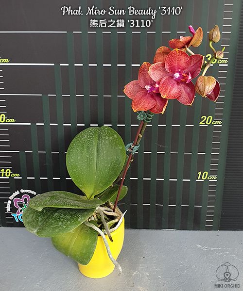 Phalaenopsis Miro Sun Beauty '3110'