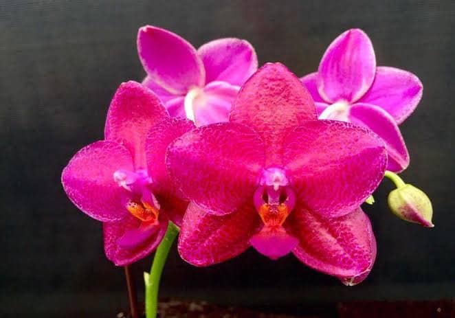 Phalaenopsis Mituo King ‘Big Pink’ (Clone) Mainshow