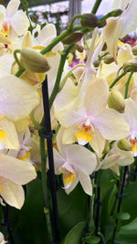 Carica l&#39;immagine nel visualizzatore Galleria, Phalaenopsis Moonlight Drive
