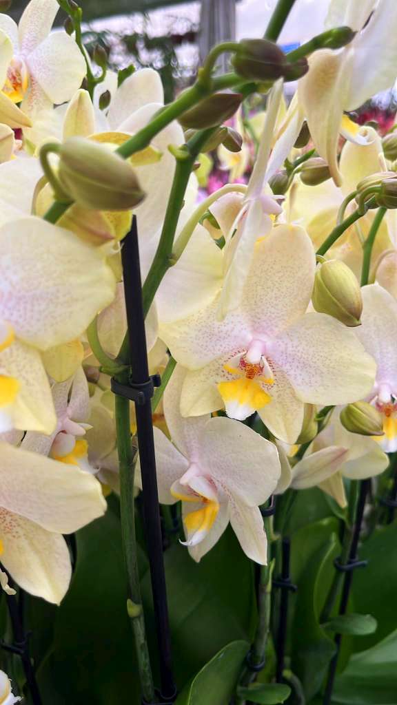 Phalaenopsis Moonlight Drive