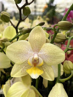 Carica l&#39;immagine nel visualizzatore Galleria, Phalaenopsis Moonlight Drive
