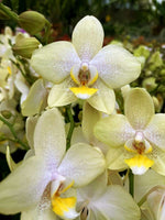 Carica l&#39;immagine nel visualizzatore Galleria, Phalaenopsis Moonlight Drive
