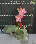 Carica l&#39;immagine nel visualizzatore Galleria, Phalaenopsis Perfection Is &#39;Chen&#39;

