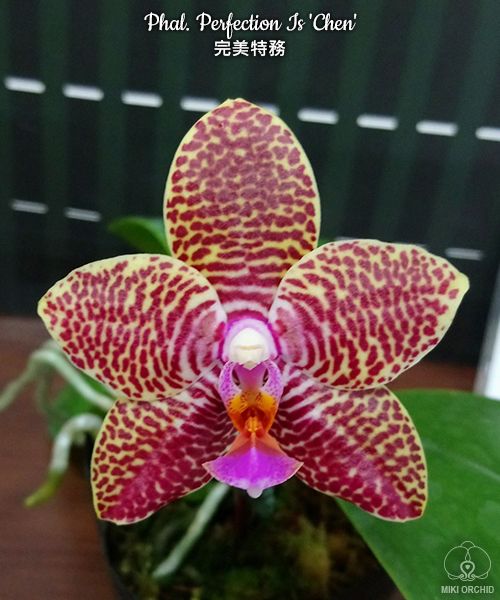 Phalaenopsis Perfection Is 'Chen'