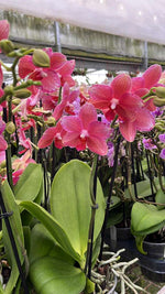 Carica l&#39;immagine nel visualizzatore Galleria, Phalaenopsis Pink Peacock
