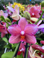 Carica l&#39;immagine nel visualizzatore Galleria, Phalaenopsis Pink Peacock

