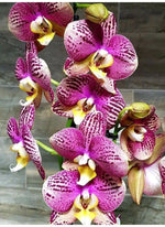 Carica l&#39;immagine nel visualizzatore Galleria, Phalaenopsis Pinyf
