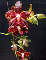 Carica l&#39;immagine nel visualizzatore Galleria, Phalaenopsis Pylo’s Mosaic Mainshow
