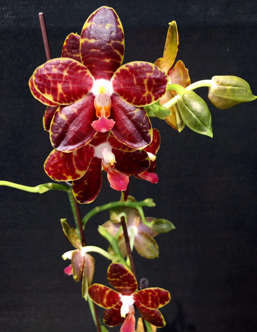 Phalaenopsis Pylo’s Mosaic Mainshow