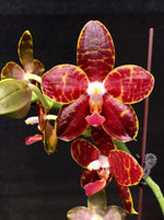 Carica l&#39;immagine nel visualizzatore Galleria, Phalaenopsis Pylo’s Mosaic Mainshow
