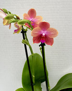 Load image into Gallery viewer, Phalaenopsis Sangria Sunset
