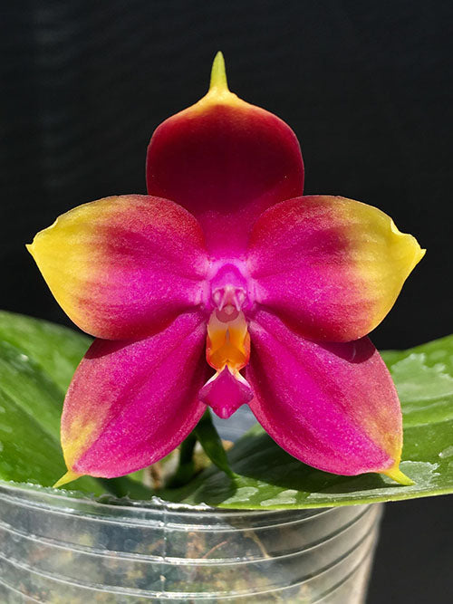 Phalaenopsis Summer Dance Queen 'flame' Mainshow