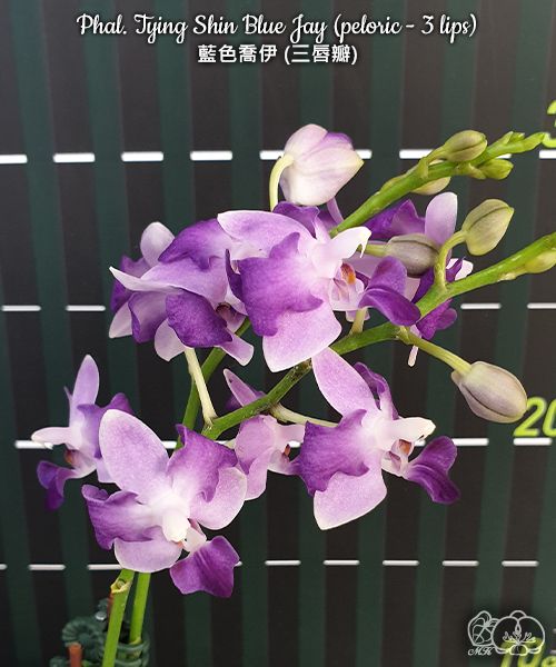 Phalaenopsis Tying Shin Blue Jay (peloric - 3 lips)