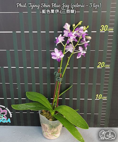 Phalaenopsis Tying Shin Blue Jay (peloric - 3 lips)