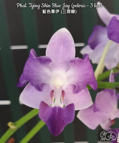 Phalaenopsis Tying Shin Blue Jay (peloric - 3 lips)