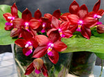 Carica l&#39;immagine nel visualizzatore Galleria, Phalaenopsis Tying Shin Fly Eagle ‘Red’ (clone) Mainshow
