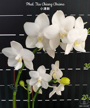 Phalaenopsis Tzu Chiang Chrisna