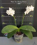 Load image into Gallery viewer, Phalaenopsis Tzu Chiang Chrisna
