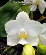 Load image into Gallery viewer, Phalaenopsis Tzu Chiang Chrisna
