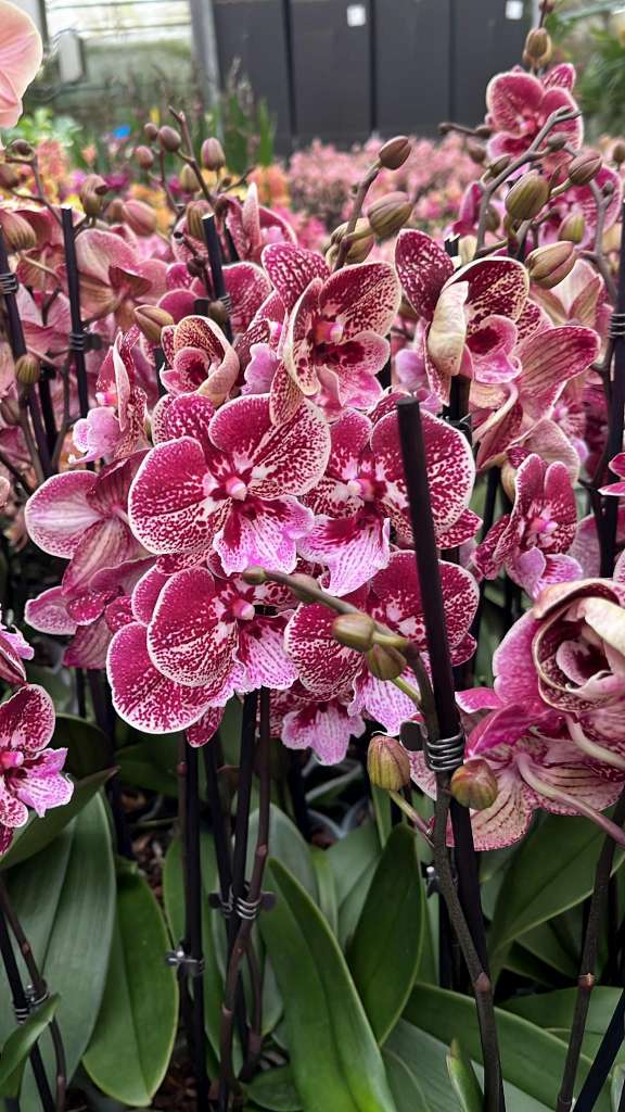 Phalaenopsis Versailles - Big Lip
