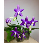 Carica l&#39;immagine nel visualizzatore Galleria, Phalaenopsis YangYang Blueberry &#39;Mainshow&#39;
