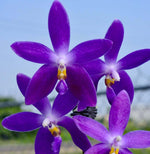 Carica l&#39;immagine nel visualizzatore Galleria, Phalaenopsis YangYang Blueberry &#39;Mainshow&#39;
