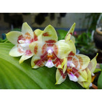 Carica l&#39;immagine nel visualizzatore Galleria, Phalaenopsis Yaphon Gelacea
